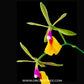 Epicattleya Rene Marques ' Flame Thrower' - BS