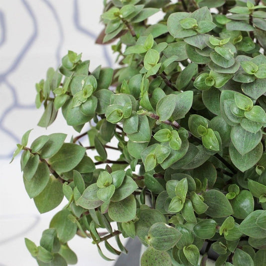 Callisia repense Hanging Plant