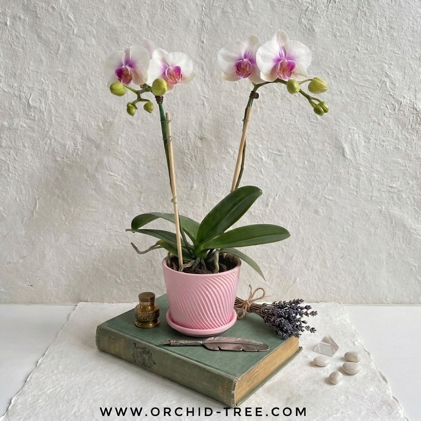 Eternal Love | Phalaenopsis Orchid Gift