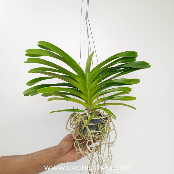 Vanda Rothschildiana Orchid Plant - BS