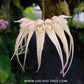 Bulbophyllum sanguineopunctatum sp. Orchid Plant - BS