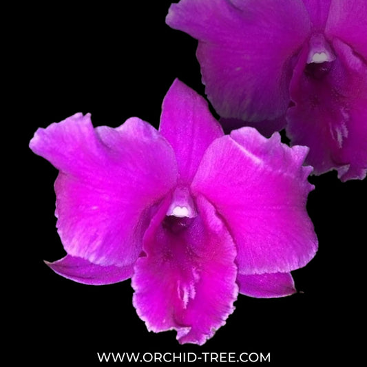 Dendrobium Sarah Beauty Orchid Plant - FF