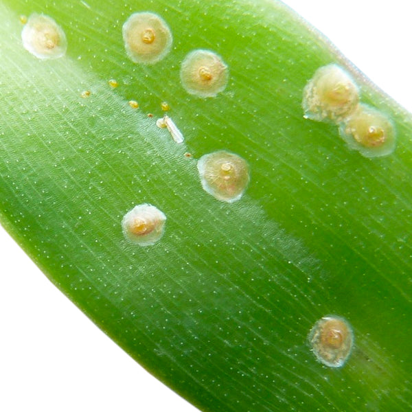 Pests & Diseases OrchidTree