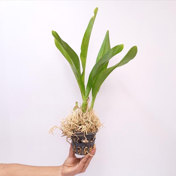 Grammatophyllum scriptum var citrinum sp. -  BS