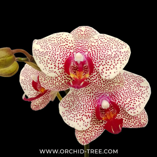 Phalaenopsis I-Hsin Sesame Orchid Plant - FF - Buy Orchids Plants Online by Orchid-Tree.com