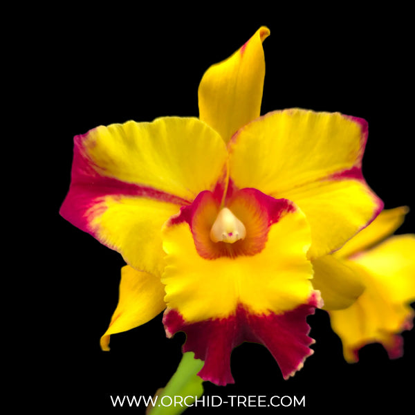 Cattleya Shang Ding Beauty Orchid Plant - BS