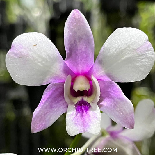 Dendrobium Shavin Pink Orchid Plant - BS