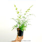 Brake Fern / Silver Lace Fern