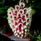 Dendrobium smillieae sp. Orchid Plant - BS