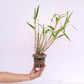 Dendrobium smillieae sp. Orchid Plant - BS