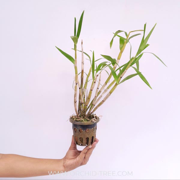 Dendrobium smillieae sp. Orchid Plant - BS
