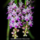 Smitinandia micrantha sp. - BS