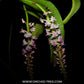 Smitinandia micrantha sp. - BS