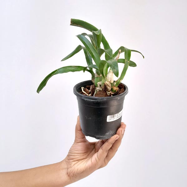 Cattleya Snowflake (Dialaelia Snowflake) Orchid plant - BS