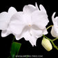 Phalaenopsis Younghome Snow Season - BS