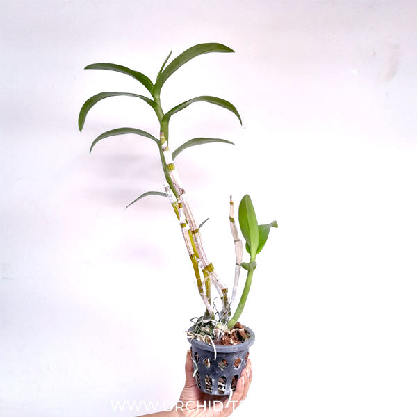 Dendrobium Sonia White - FF