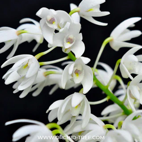Dendrobium specio-kingianum 'Crystal' Orchid Plant - MS - Buy Orchids Plants Online by Orchid-Tree.com