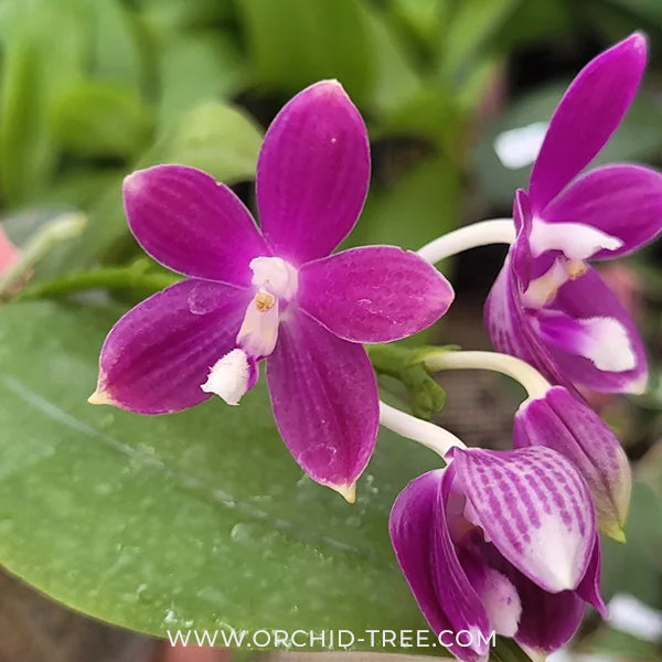 Phalaeonpsis speciosa Purple sp. Orchid Plant - MS - Buy Orchids Plants Online by Orchid-Tree.com