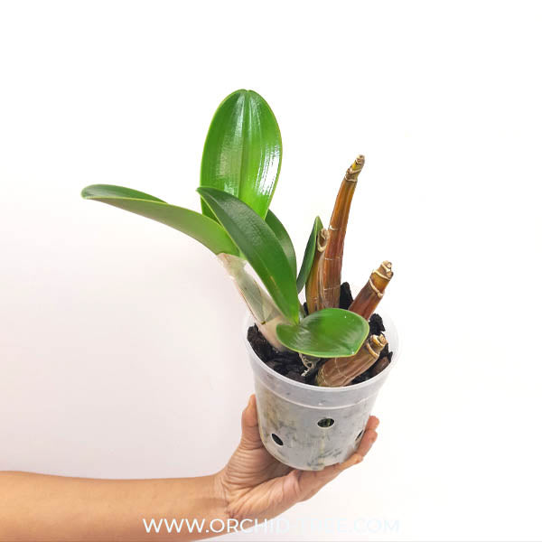 Dendrobium speciosum sp. | Australian Dendrobium  - BS