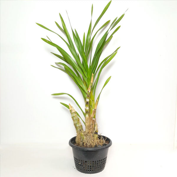 Grammatophyllum speciosum var flava Orchid Plant -  BS