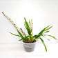 Grammatophyllum speciosum var flava Orchid Plant -  BS