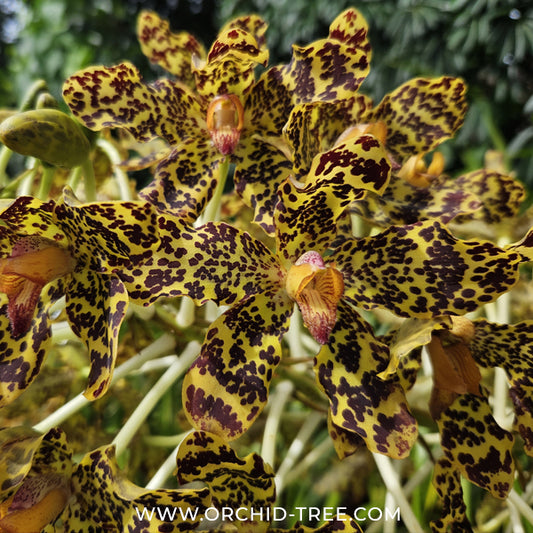Grammatophyllum speciosum sp. Orchid plant - BS