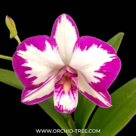 Dendrobium Splash Compact Orchid Plant -BS