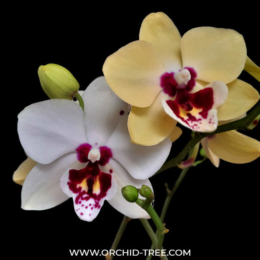 Phalaenopsis Spot Sight Orchid Plant - FF