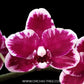 Phalaenopsis I-Hsin Black Soot 'Splash' - BS