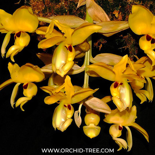 Stanhopea warscewicziana sp. - BS