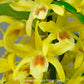 Dendrobium Nobile Stardust Chiyomi Orchid plant- BS