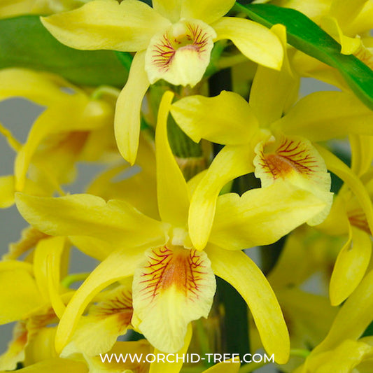 Dendrobium Stardust Chiyomi | Nobile - BS