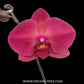 Phalaenopsis Sunshine Coast Orchid Plant - FF (Emerging Spike)
