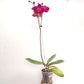 Phalaenopsis Sunshine Coast - FF