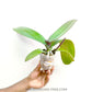 Phalaenopsis Sweet Coke - BS