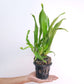 Oncidium Sweet Sugar Orchid Plant- BS