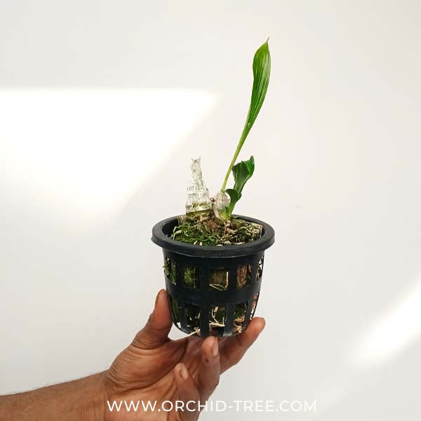 Catasetum tenebrosum sp. Orchid Plant - BS