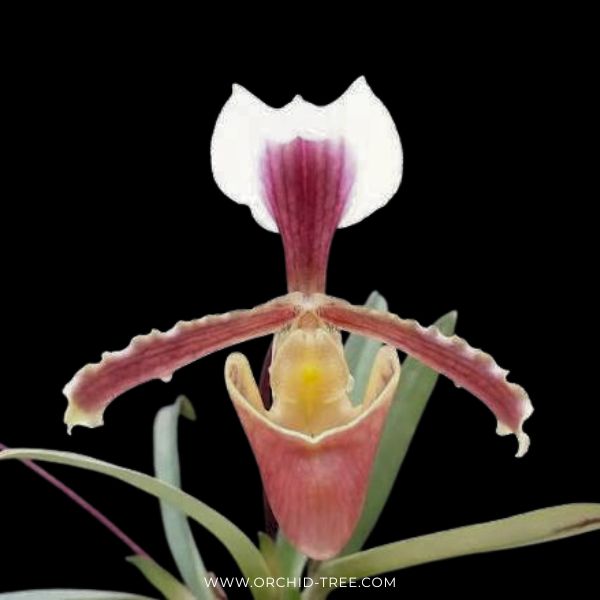 Paphiopedlium barbigerum var. coccineum sp. Orchid Plant - BS