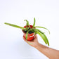 Paphiopedlium barbigerum var. coccineum sp. Orchid Plant - BS