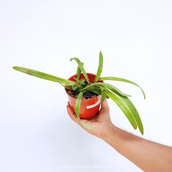 Paphiopedlium barbigerum var. coccineum sp. Orchid Plant - BS