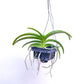 Vanda tessellata var. alba sp. - BS