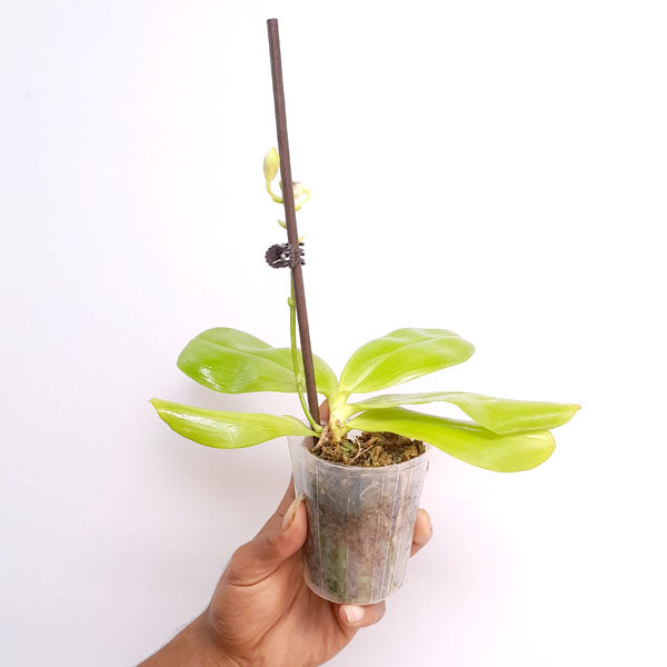 Phalaenopsis tetraspis var. coffee sp. - FF