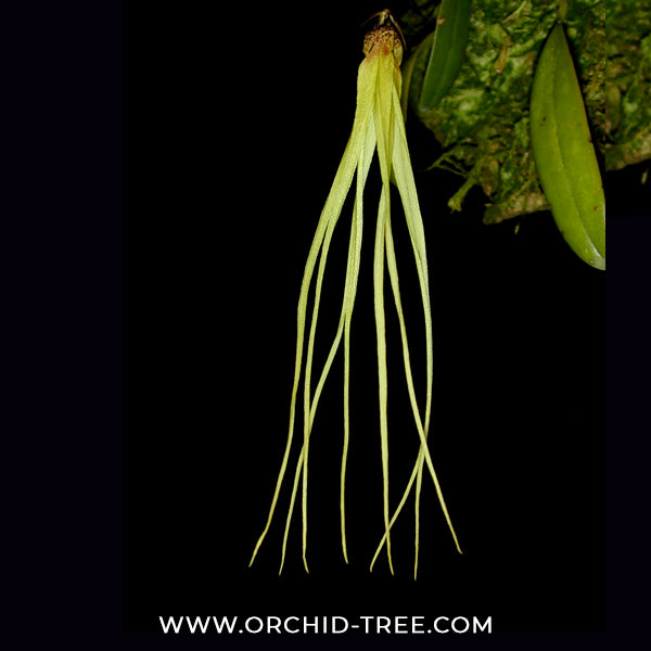 Bulbophyllum thiurum Sp. Orchid Plant - BS