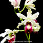 Cattleya (Myrmecophila) thomsoniana semi alba sp. - BS