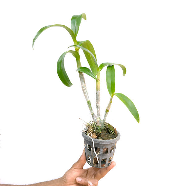 Dendrobium Thongchai Gold 'Pinwattana' - BS