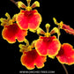 Oncidium Tolumnia Jairak Flyer 'No.703' - BS