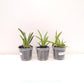 Tolumnia Pack of 3 Orchid Plants - BS
