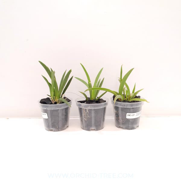 Tolumnia Pack of 3 Orchid Plants - BS
