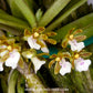 Trichoglottis triflora - BS