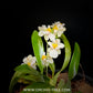 Oncidium Tsiku Marguerite 'Chian-Tzy Dragon #1' - Miniature Orchid Plant - BS - Buy Orchids Plants Online by Orchid-Tree.com